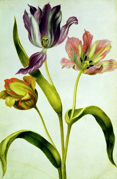 Tulpen von Nicolas Robert